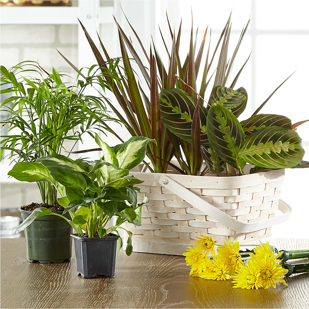 Florist Designed Blooming and Green Plants in a Basket – Moonlight Floral, Minneapolis MN
