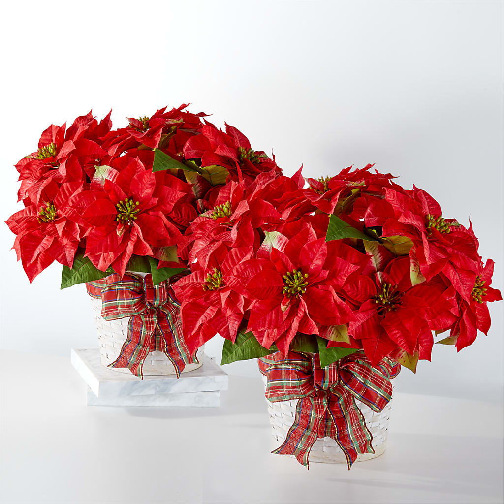 Happiest Holidays Poinsettia Bundle – Moonlight Floral, Minneapolis MN