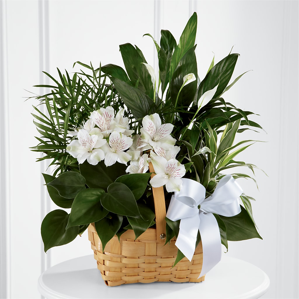 moonlight peace lily Peace & Serenity Dishgarden – green, white flower arrangement | Minneapolis, MN