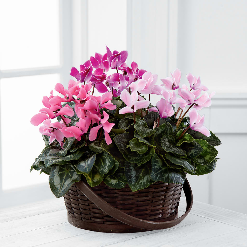 Mixed Cyclamen Planter – Moonlight Floral, Minneapolis MN