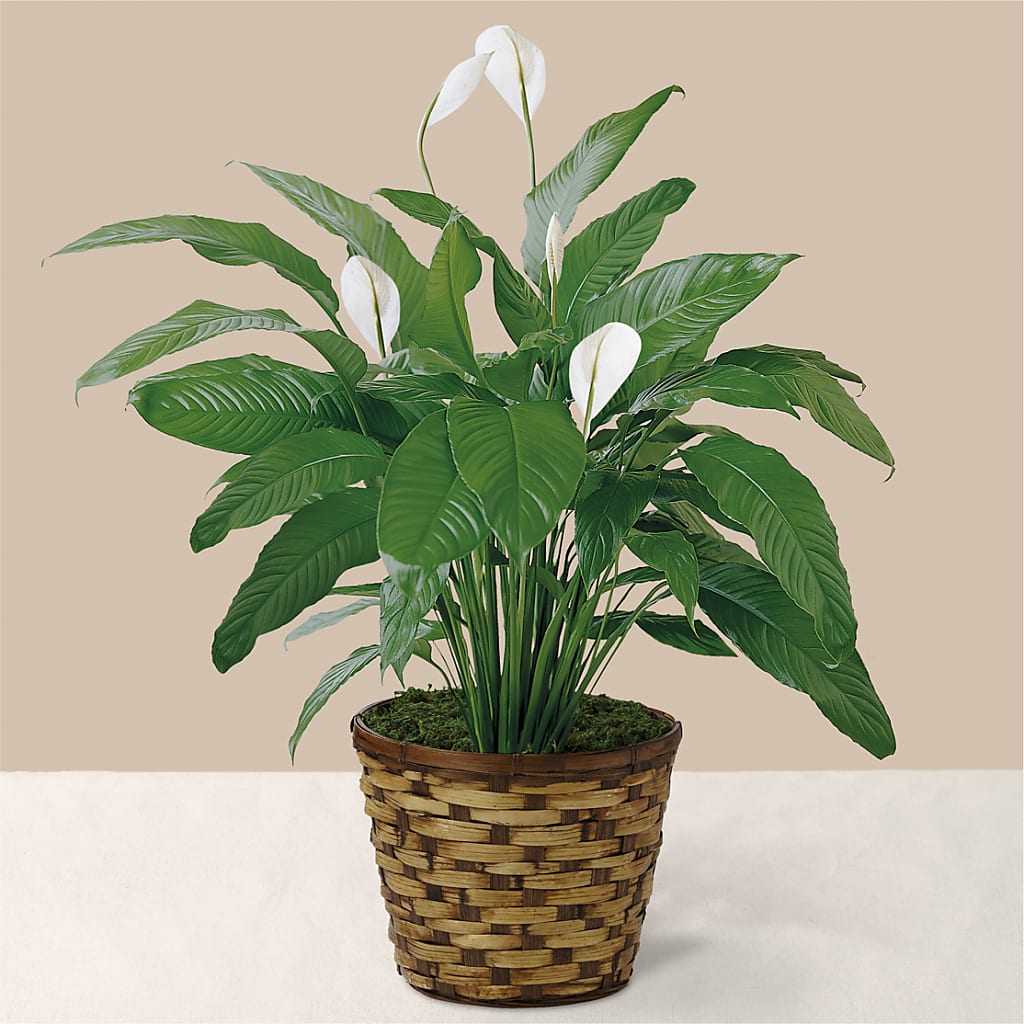 Tranquil Moments Peace Lily Plant – Moonlight Floral, Minneapolis MN