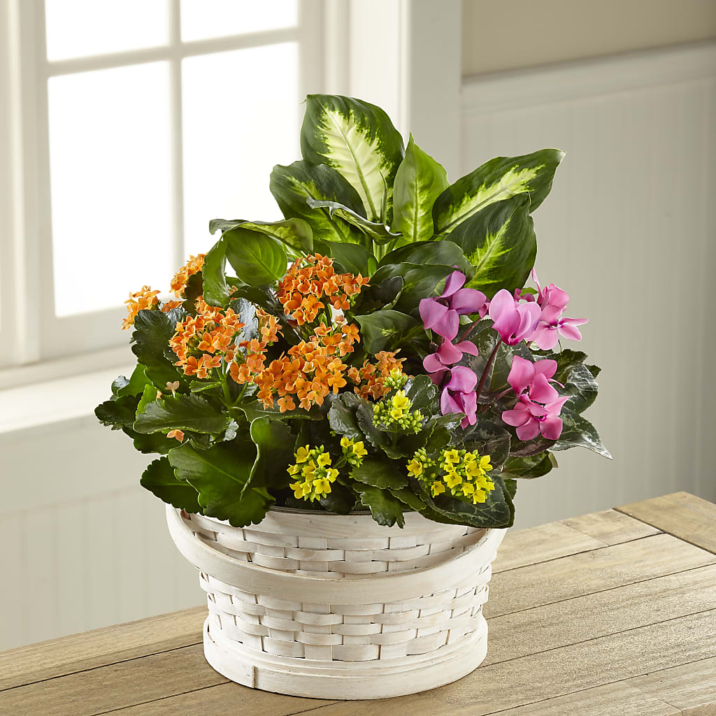 Color Crush Dishgarden – Moonlight Floral, Minneapolis MN