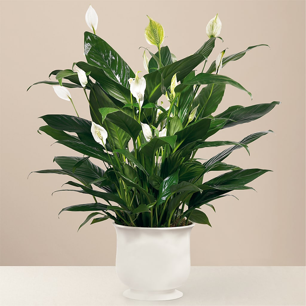 Comfort Planter – Moonlight Floral, Minneapolis MN