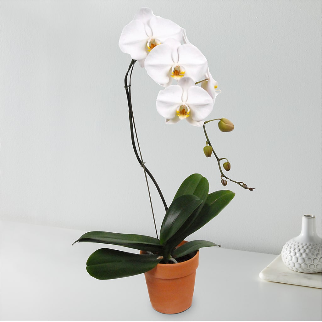 White Cascading Orchid – Moonlight Floral, Minneapolis MN