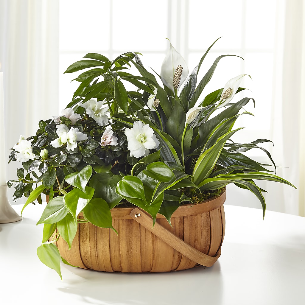 Serene Dishgarden – Moonlight Floral, Minneapolis MN