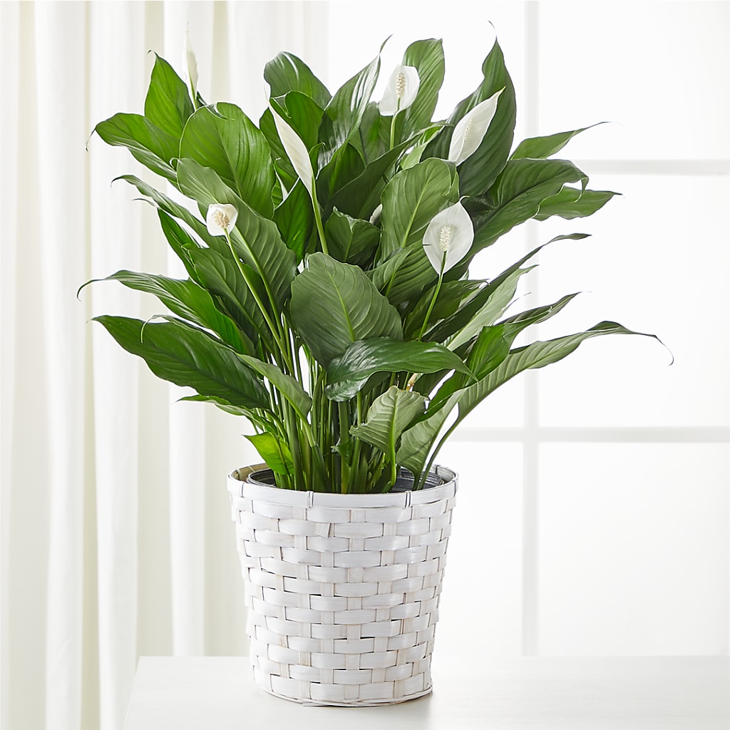 A New Leaf Peace Lily – Moonlight Floral, Minneapolis MN