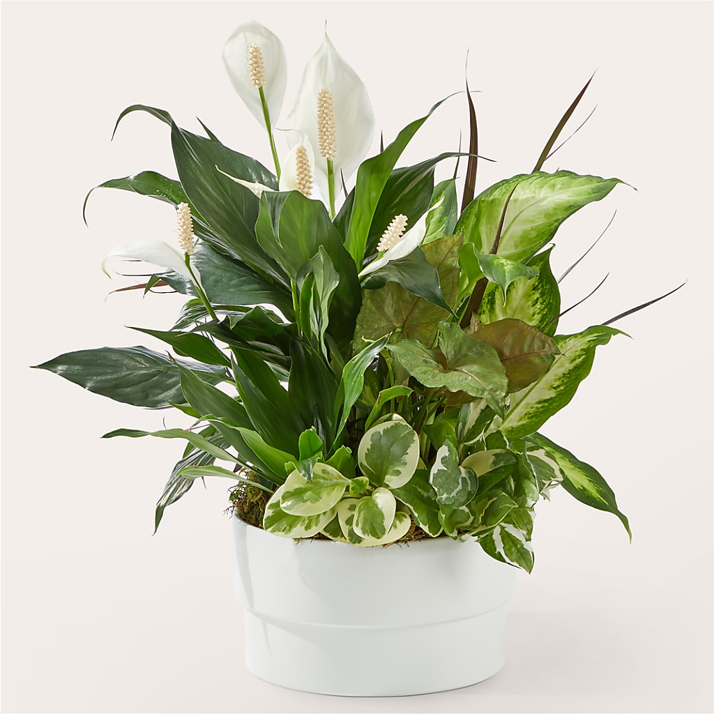 Radiating Positivity Dishgarden – Moonlight Floral, Minneapolis MN