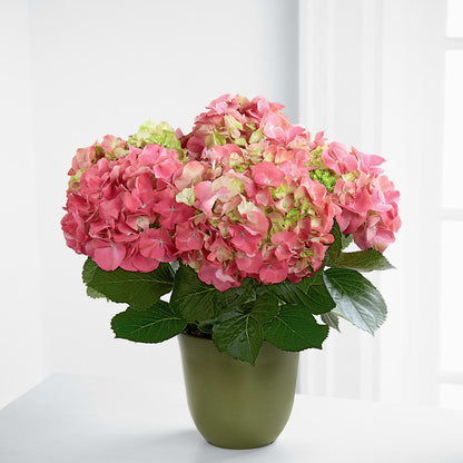 Pink Hydrangea Planter –  Moonlight Floral, Minneapolis MN