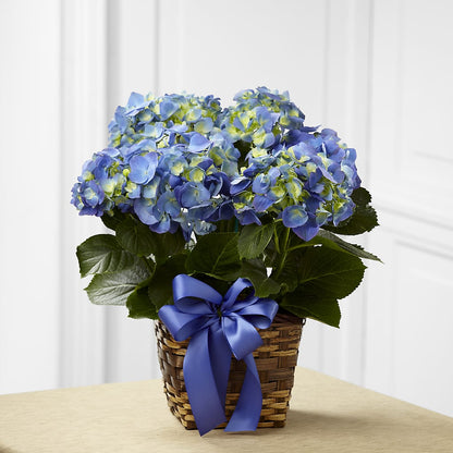 Blue Hydrangea Planter –  Moonlight Floral, Minneapolis MN