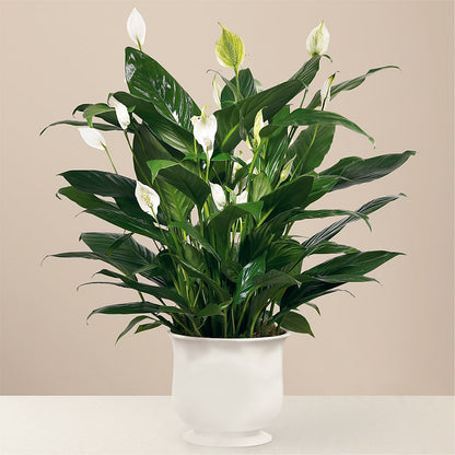 Comfort Planter –  Moonlight Floral, Minneapolis MN