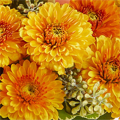 Peachy Pumpkin –  Moonlight Floral, Minneapolis MN