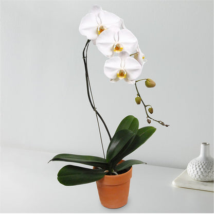 White Cascading Orchid –  Moonlight Floral, Minneapolis MN