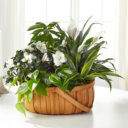 Serene Dishgarden –  Moonlight Floral, Minneapolis MN