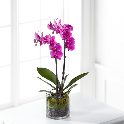 Pink Orchid Plant –  Moonlight Floral, Minneapolis MN