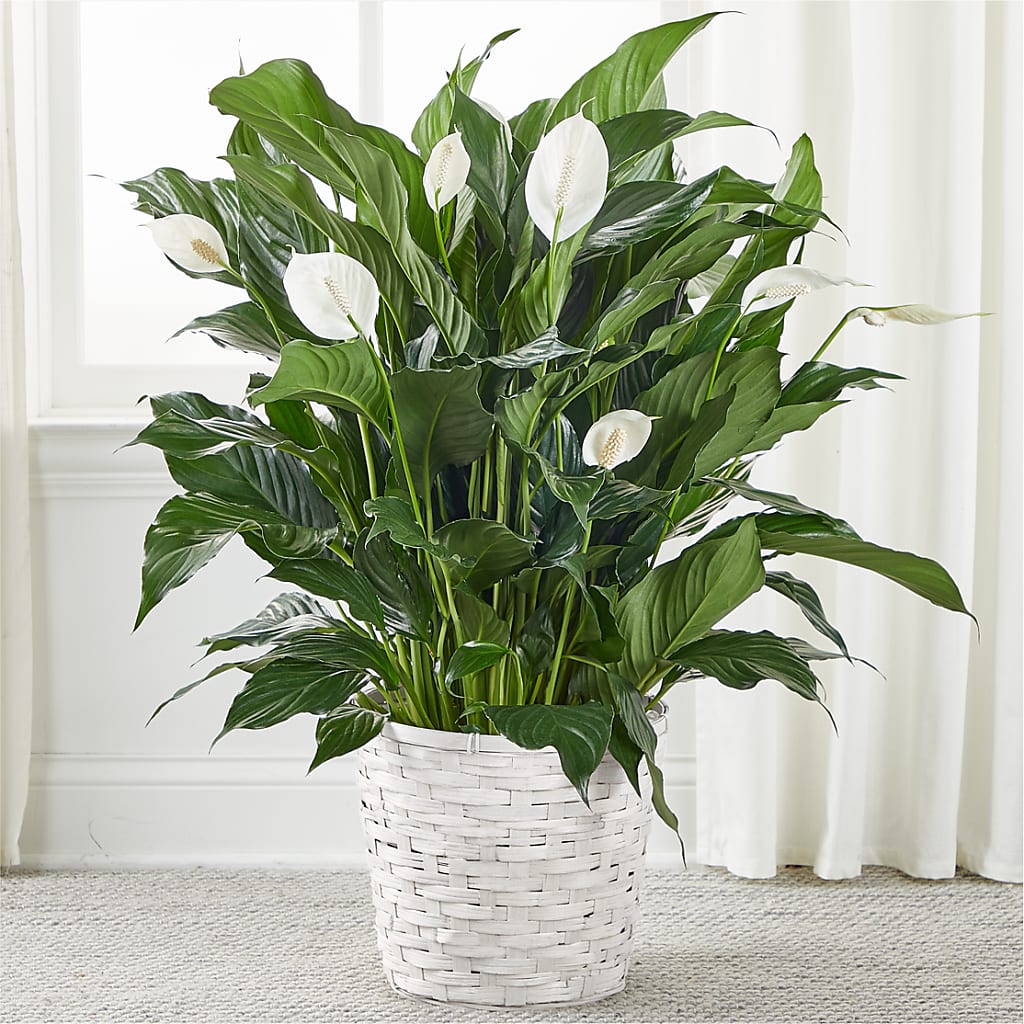 moonlight peace lily A New Leaf Peace Lily