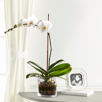 White Orchid Planter –  Moonlight Floral, Minneapolis MN