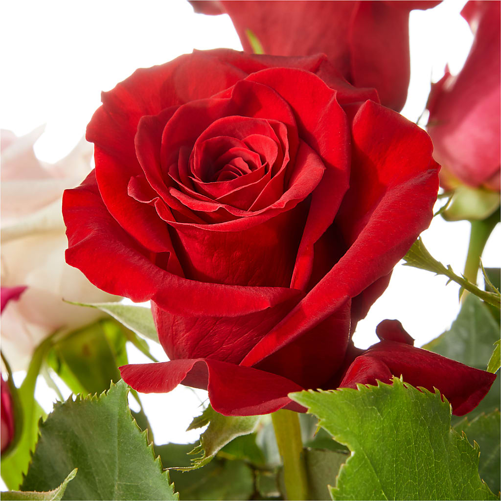 Love Notes Rose Bouquet –  Moonlight Floral, Minneapolis MN